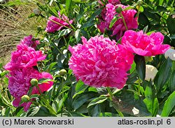 Paeonia lactiflora Mme Barillet Deschamps