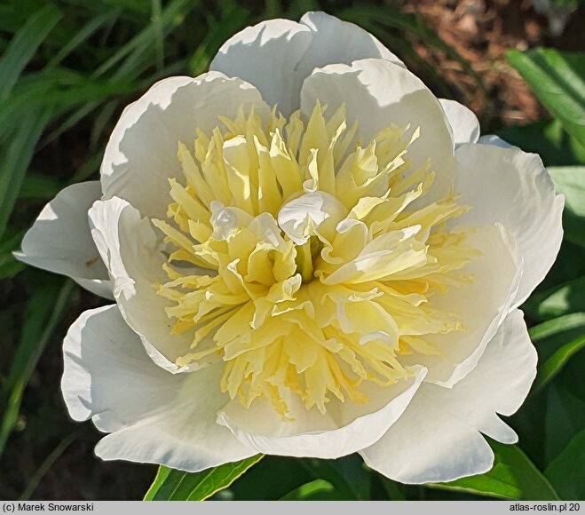 Paeonia lactiflora White Sands