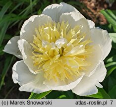 Paeonia lactiflora White Sands