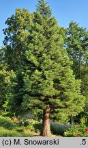 Sequoiadendron giganteum (mamutowiec olbrzymi)