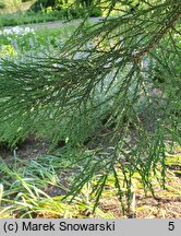 Sequoiadendron giganteum (mamutowiec olbrzymi)