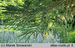 Sequoiadendron giganteum (mamutowiec olbrzymi)