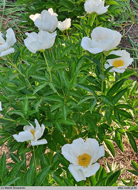 Paeonia lactiflora White Wings