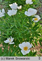 Paeonia lactiflora White Wings