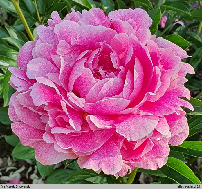 Paeonia lactiflora The Fawn