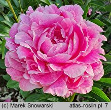 Paeonia lactiflora The Fawn