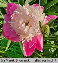 Paeonia lactiflora Gay Paree