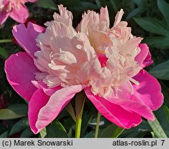 Paeonia lactiflora Gay Paree