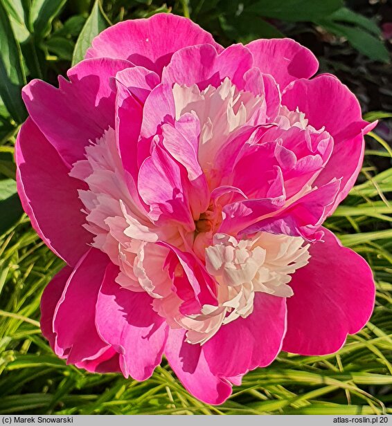 Paeonia lactiflora Gay Paree