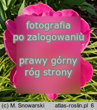 Paeonia lactiflora Gay Paree
