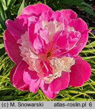 Paeonia lactiflora Gay Paree