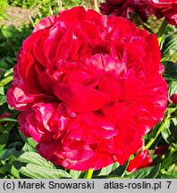 Paeonia lactiflora (piwonia chińska)