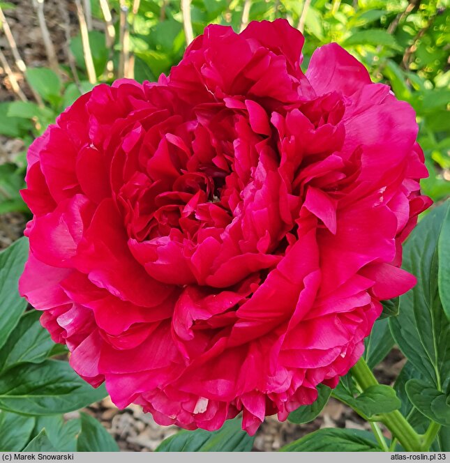 Paeonia lactiflora (piwonia chińska)