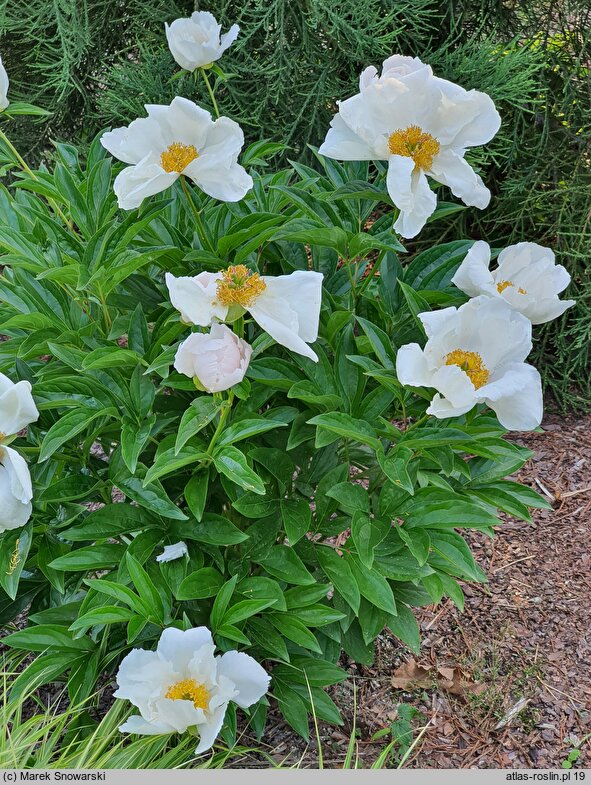 Paeonia lactiflora White Beauty