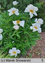 Paeonia lactiflora White Beauty