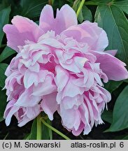 Paeonia lactiflora Pecher