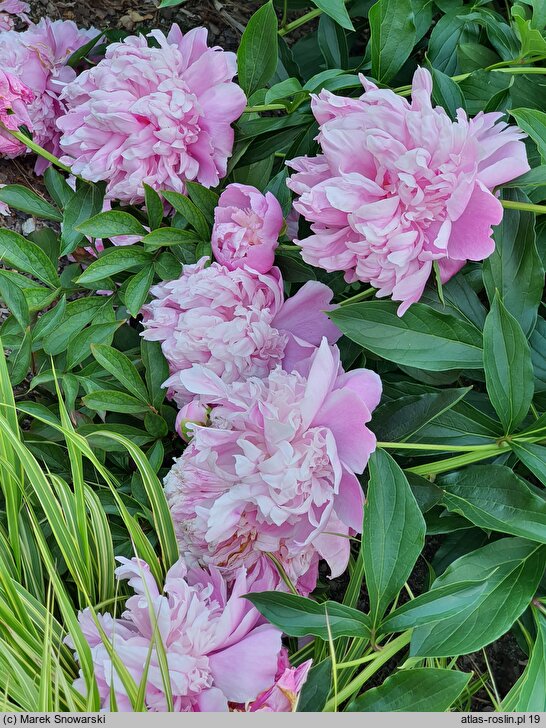 Paeonia lactiflora Pecher