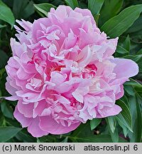 Paeonia lactiflora Umbellata Rosea