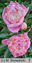 Paeonia lactiflora Umbellata Rosea