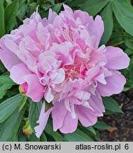 Paeonia lactiflora Umbellata Rosea