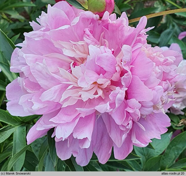 Paeonia lactiflora Umbellata Rosea