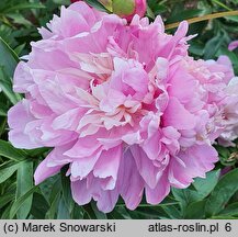 Paeonia lactiflora Umbellata Rosea