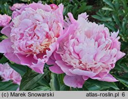 Paeonia lactiflora Umbellata Rosea