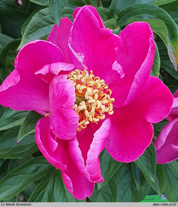 Paeonia lactiflora O-sho-kun