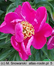 Paeonia lactiflora O-sho-kun