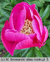 Paeonia lactiflora O-sho-kun