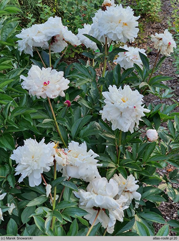 Paeonia lactiflora Pamjati Gagarina