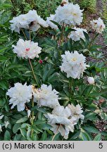 Paeonia lactiflora Pamjati Gagarina