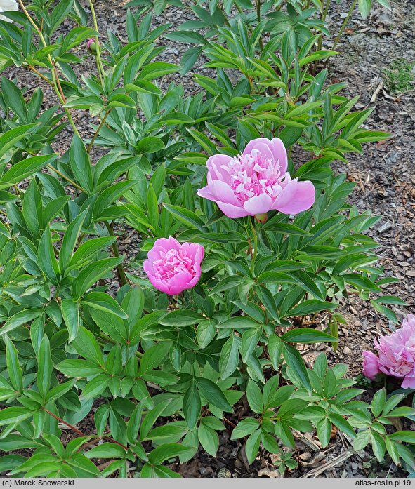 Paeonia lactiflora Petite Renee