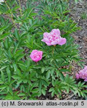 Paeonia lactiflora Petite Renee