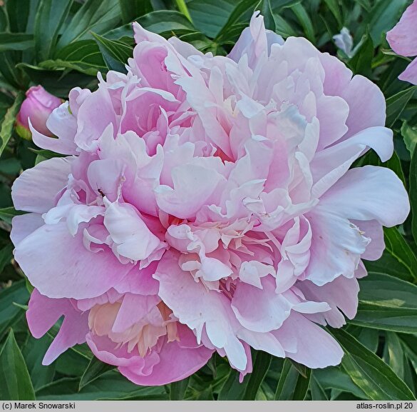 Paeonia lactiflora Philomele