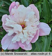 Paeonia lactiflora Philomele