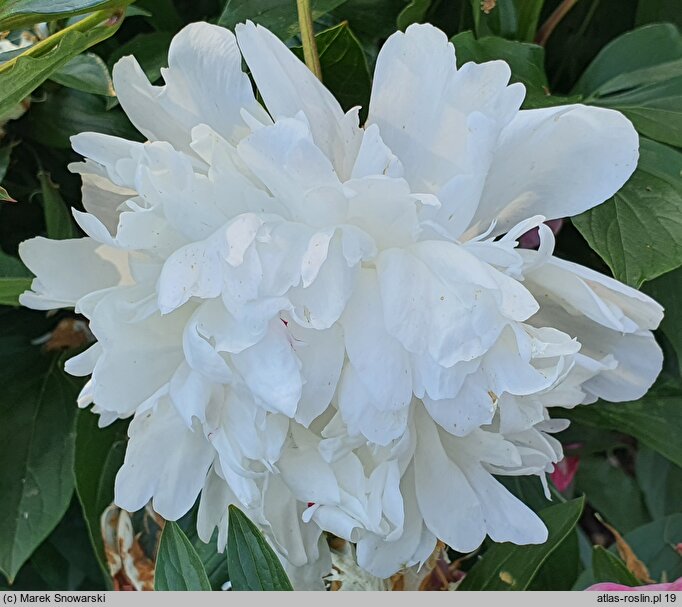 Paeonia lactiflora Shirley Temple