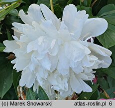 Paeonia lactiflora Shirley Temple