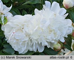 Paeonia lactiflora Shirley Temple