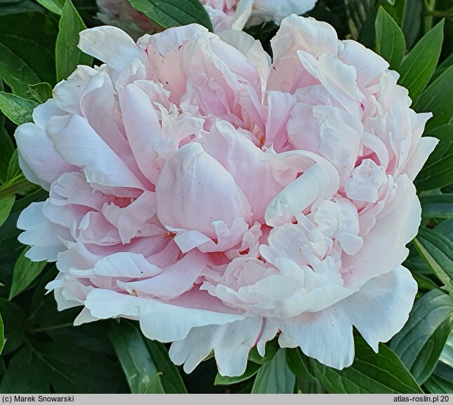 Paeonia lactiflora Sarah Bernhardt