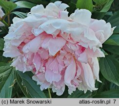 Paeonia lactiflora Sarah Bernhardt