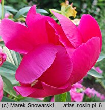 Paeonia lactiflora Scarlet Tanager
