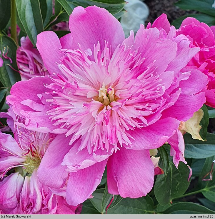 Paeonia lactiflora Sebastian Maas