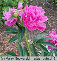 Paeonia lactiflora Sebastian Maas