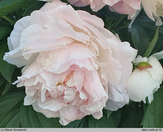 Paeonia lactiflora Virgo Maria