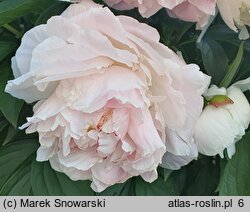 Paeonia lactiflora Virgo Maria