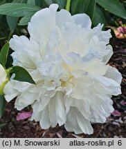 Paeonia lactiflora Solfatare