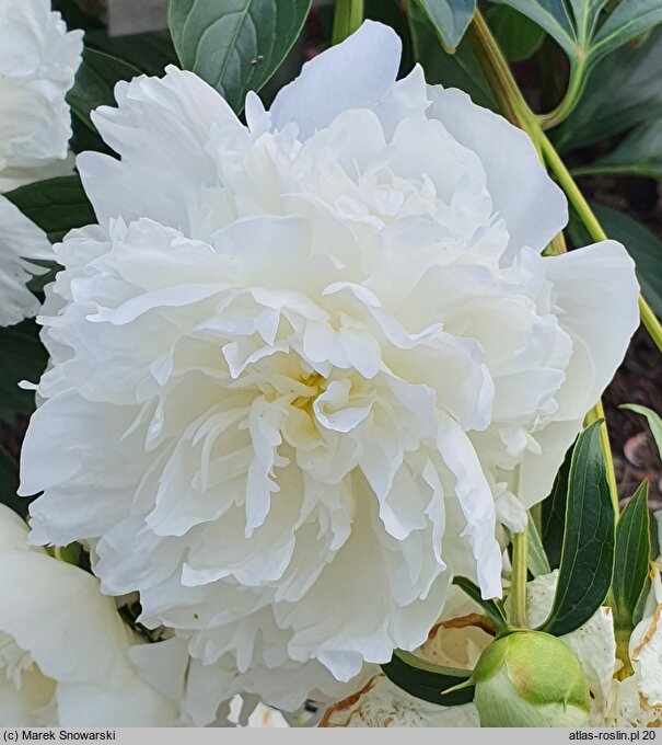 Paeonia lactiflora Solfatare