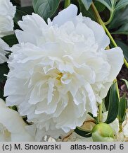 Paeonia lactiflora Solfatare