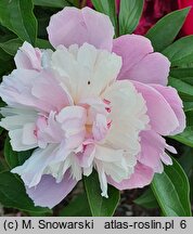 Paeonia lactiflora Sorbet